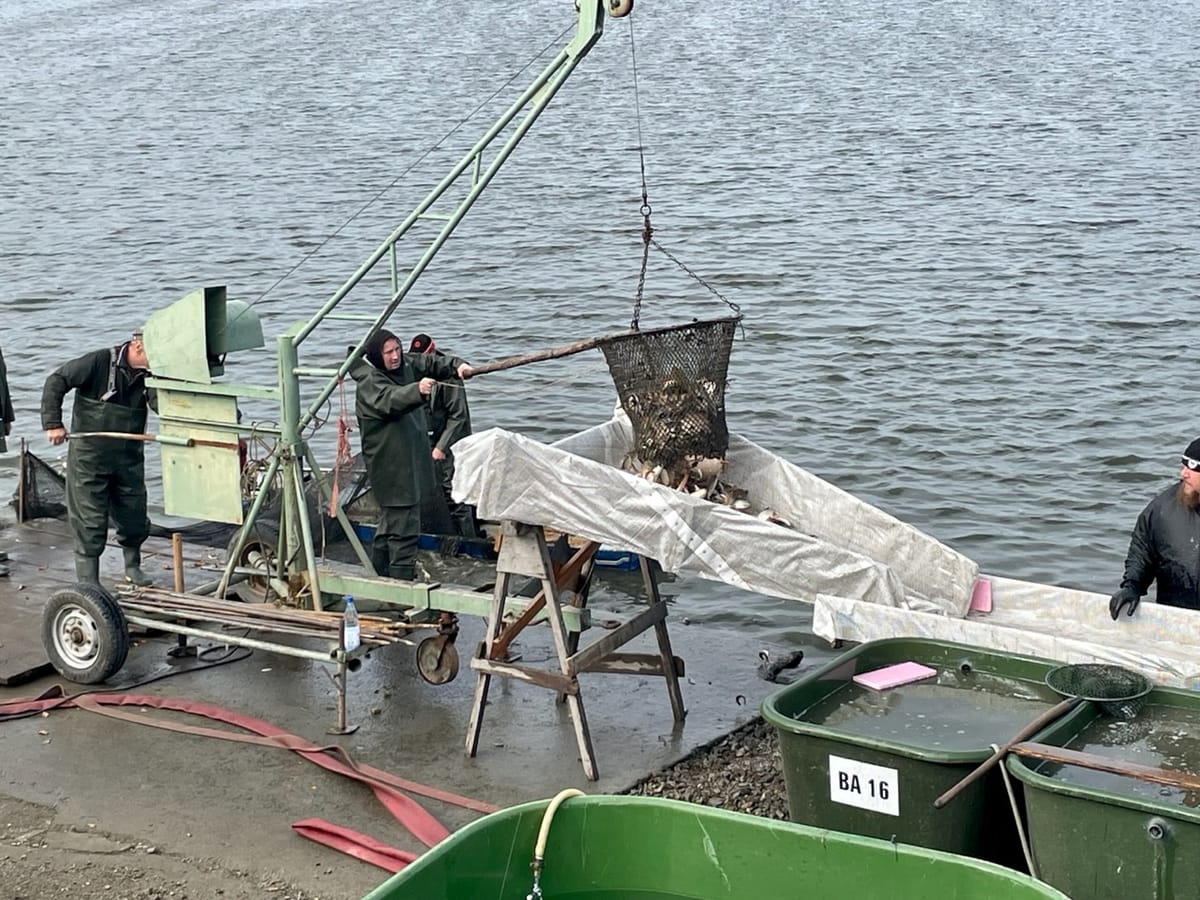 Horstseeabfischen