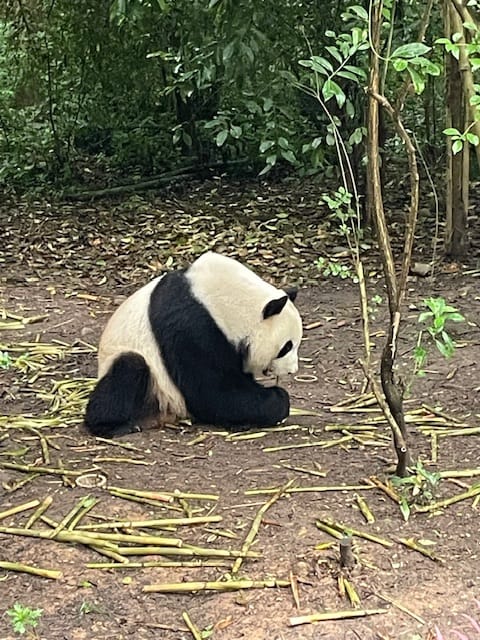 Tag 16 Chengdu